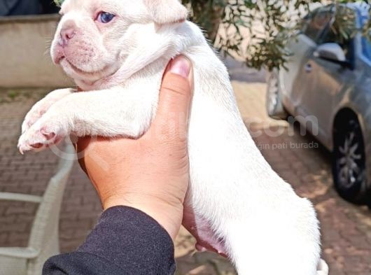 Irk Ve Saglık Garantili Oyuncu Frenchler görsel