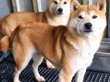 Shiba Inu Yavrular