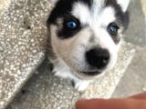 90 GÜNLÜK HUSKY