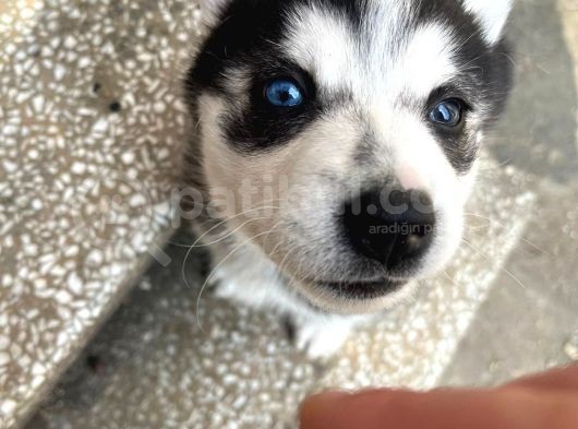 90 Günlük Husky
