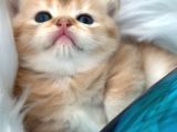 25 Günlük Üretim Ve Pet Şecereli Bebekler