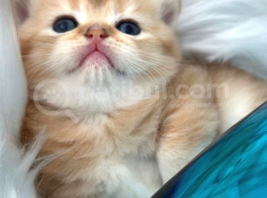 25 Günlük Üretim Ve Pet Şecereli Bebekler görsel
