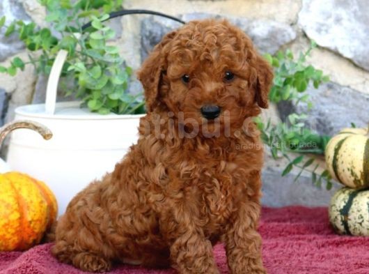 Tooy Poodle Yavrumuz 0 Teacup  