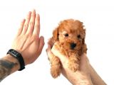 A Scr Muhteşem Toy Poodle  Yavrularimiz