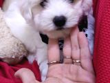 Bembeyaz Maltese Terri̇er 0 Numara
