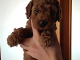 A Scr Muhteşem Toy Poodle  Yavrularimiz