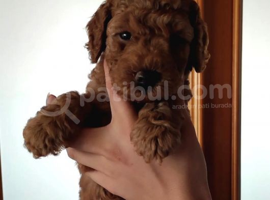 A Scr Muhteşem Toy Poodle  Yavrularimiz görsel
