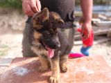 Safkan Yavrular Anne Baba Fuull Scr Li̇