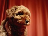 A Scr Muhteşem Toy Poodle  Yavrularimiz