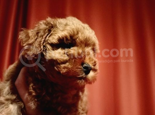 A Scr Muhteşem Toy Poodle  Yavrularimiz görsel