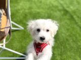 Maltese terrier