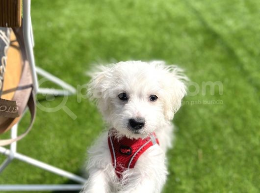 Maltese Terrier