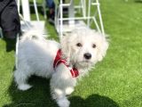 Maltese Terrier