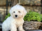0 Burun Maltese Terri̇er Yavrulari
