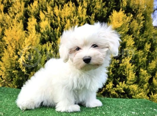 0 Burun Maltese Terri̇er Yavrulari