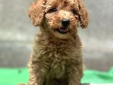 KÜÇÜK SURATLI TOY POODLE YAVRULARI