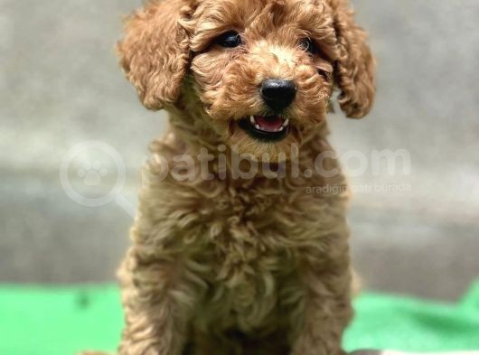 Küçük Suratli Toy Poodle Yavrulari