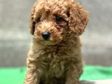 Küçük Suratli Toy Poodle Yavrulari