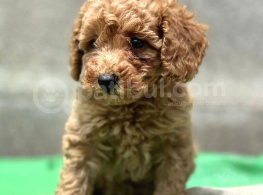 Küçük Suratli Toy Poodle Yavrulari görsel