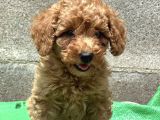 Küçük Suratli Toy Poodle Yavrulari