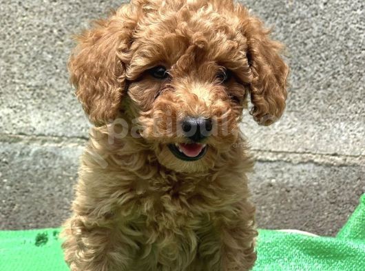 Küçük Suratli Toy Poodle Yavrulari görsel