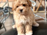 KÜÇÜK SURATLI MALTİPOO YAVRULARI