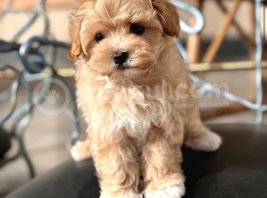 Küçük Suratli Malti̇poo Yavrulari