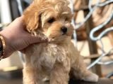 Küçük Suratli Malti̇poo Yavrulari