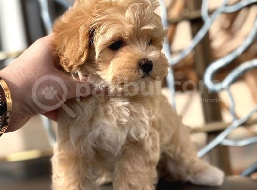 Küçük Suratli Malti̇poo Yavrulari görsel