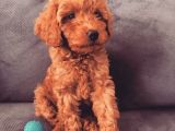 A SCR MUHTEŞEM TOY POODLE  YAVRULARIMIZ