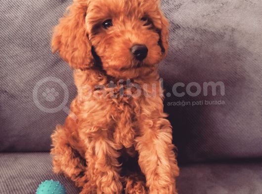 A Scr Muhteşem Toy Poodle  Yavrularimiz
