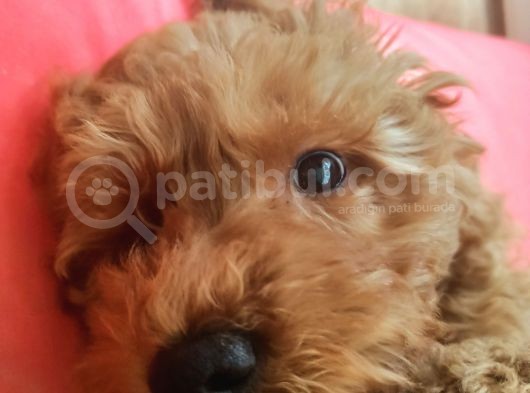 A Scr Muhteşem Toy Poodle  Yavrularimiz görsel