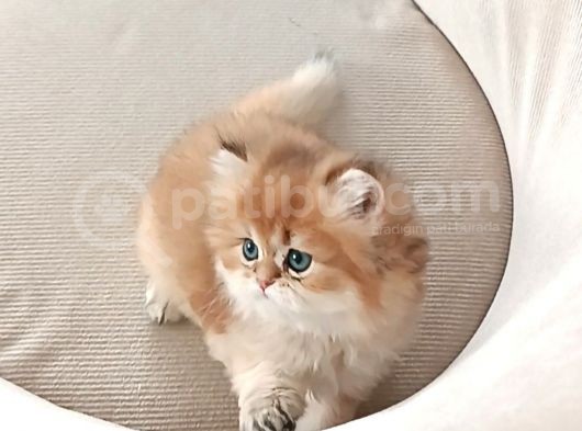 Pofuduk Golden  Yavrular görsel