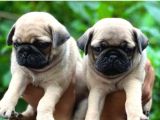 Biblo gibi pug bebekler