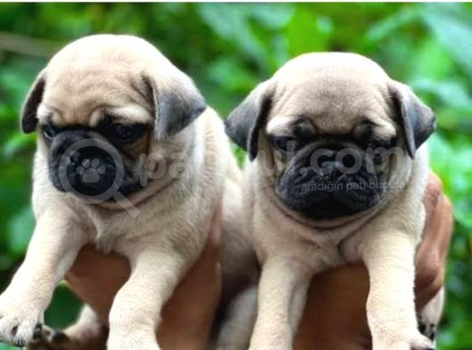 Biblo Gibi Pug Bebekler