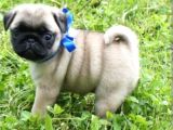Biblo Gibi Pug Bebekler
