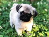 Biblo Gibi Pug Bebekler