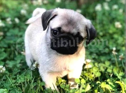 Biblo Gibi Pug Bebekler görsel