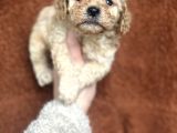 Poodle Bebekler