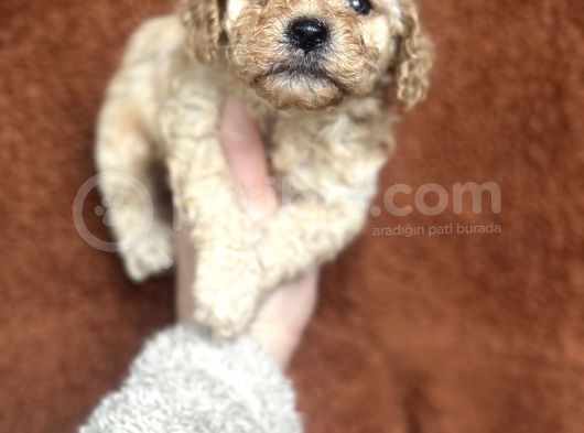 Poodle Bebekler görsel