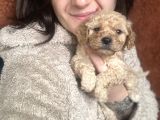 Poodle bebekler