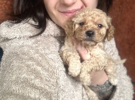 Poodle Bebekler
