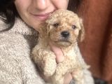 Poodle Bebekler