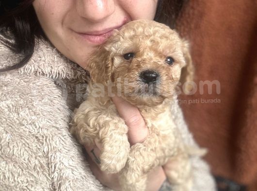 Poodle Bebekler görsel