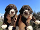 Mükemmel Güzellikte Lagotto Yavrularımız