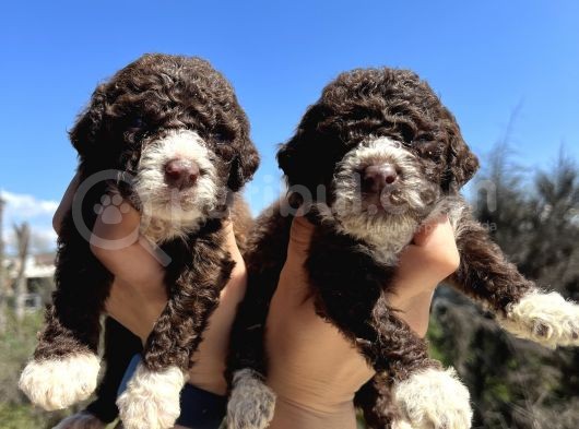 Mükemmel Güzellikte Lagotto Yavrularımız görsel