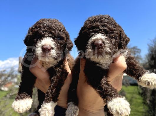 Mükemmel Güzellikte Lagotto Yavrularımız görsel