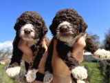 Mükemmel Güzellikte Lagotto yavrularımız