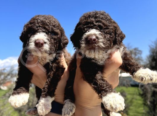 Mükemmel Güzellikte Lagotto Yavrularımız