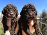Mükemmel Güzellikte Lagotto Yavrularımız